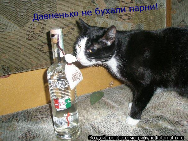 Котоматрица: Давненько не бухали парни!