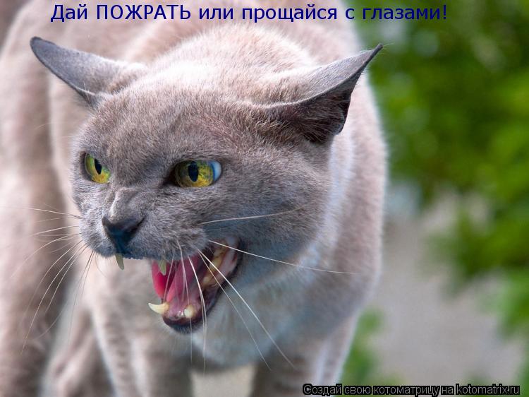 Котоматрица: Дай ПОЖРАТЬ или прощайся с глазами!
