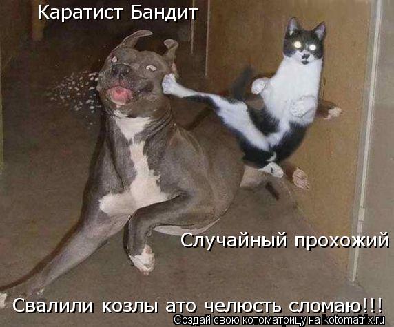 Котоматрица: Каратист Бандит Случайный прохожий Случайный прохожий Свалили козлы ато челюсть сломаю!!! Свалили козлы ато челюсть сломаю!!!