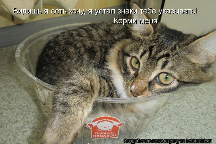 Котоматрица: Видишь я есть хочу, я устал знаки тебе указывать!  Корми меня.