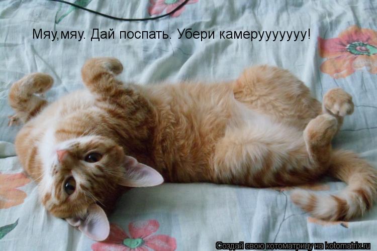Котоматрица: Мяу,мяу. Дай поспать. Убери камерууууууу!