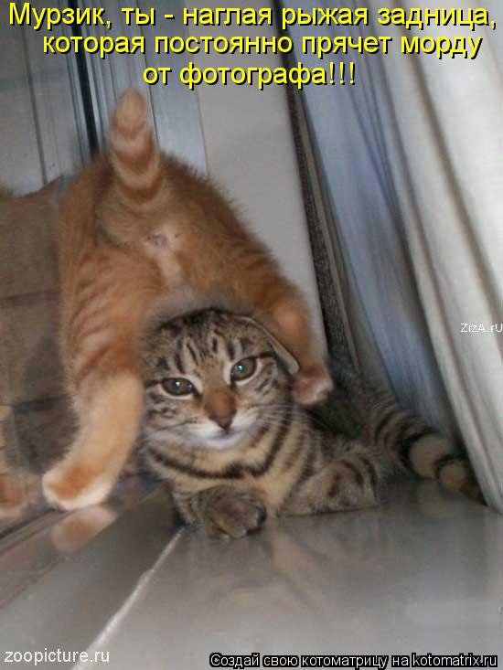 Котоматрица: которая постоянно прячет морду  от фотографа!!! Мурзик, ты - наглая рыжая задница,