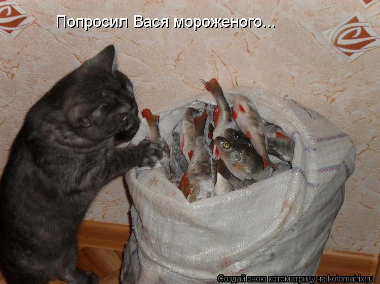 Котоматрица: Попросил Вася мороженого...