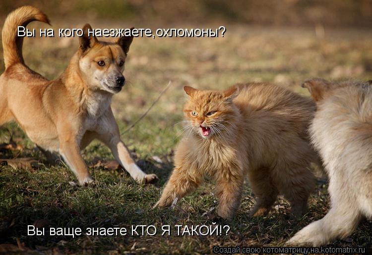 Котоматрица: Вы на кого наезжаете,охломоны? Вы ваще знаете КТО Я ТАКОЙ!?