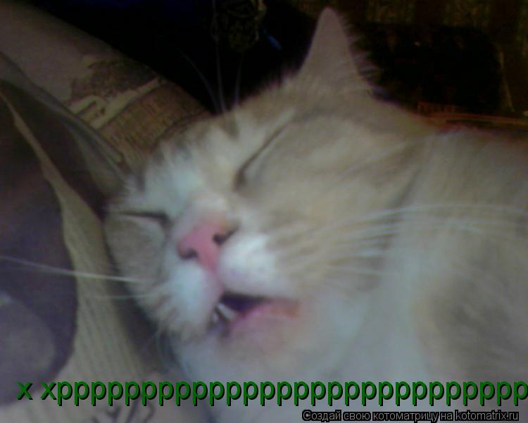 Котоматрица: х хррррррррррррррррррррррррррррррр