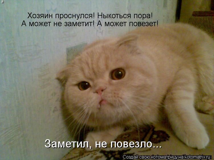 Котоматрица: Хозяин проснулся! Ныкоться пора! А может не заметит! А может повезет! Заметил, не повезло...