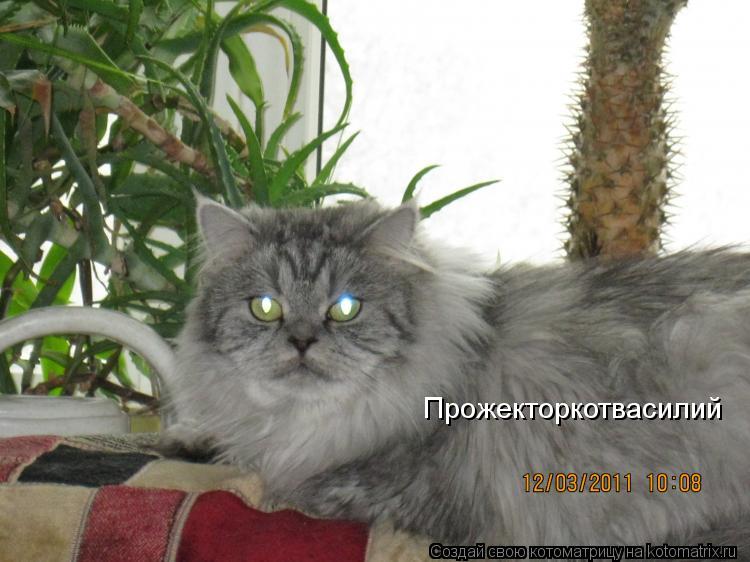 Котоматрица: Прожекторкотвасилий