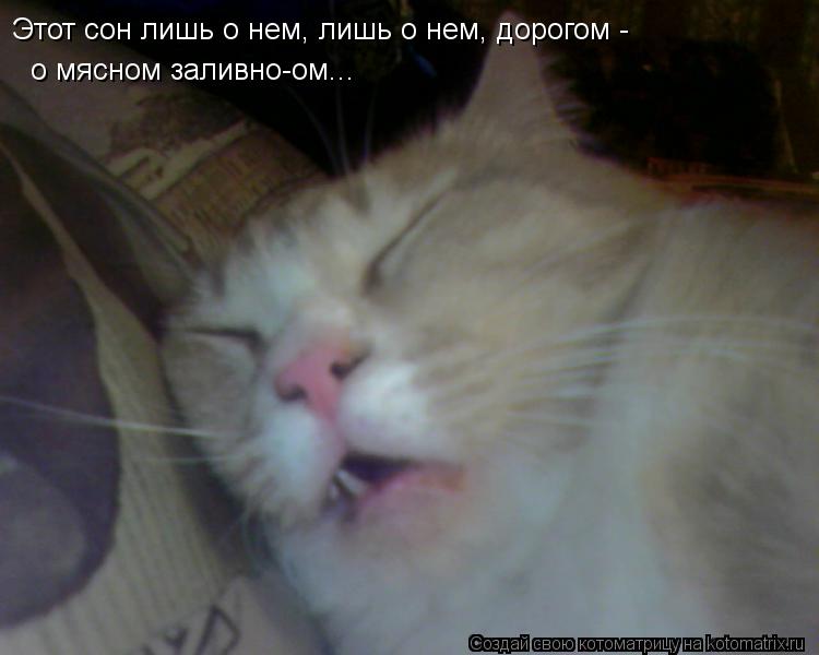 Котоматрица: Этот сон лишь о нем, лишь о нем, дорогом - о мясном заливно-ом...