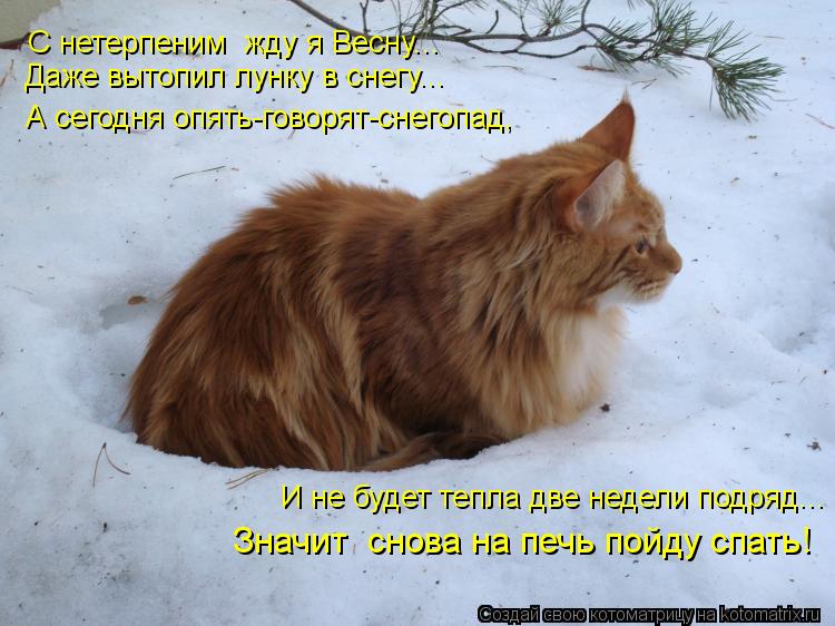Котоматрица: С нетерпеним  жду я Весну... Даже вытопил лунку в снегу... А сегодня опять-говорят-снегопад, И не будет тепла две недели подряд... Значит  снова 