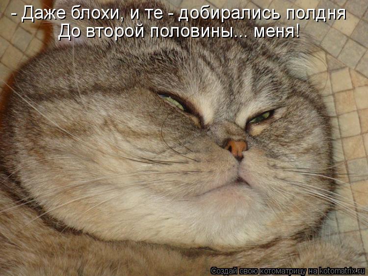 - Даже блохи, и те - добирались полдня До второй половины... меня!... Котоматрица: - Даже блохи, и те - добирались полдня До второй половины... меня!