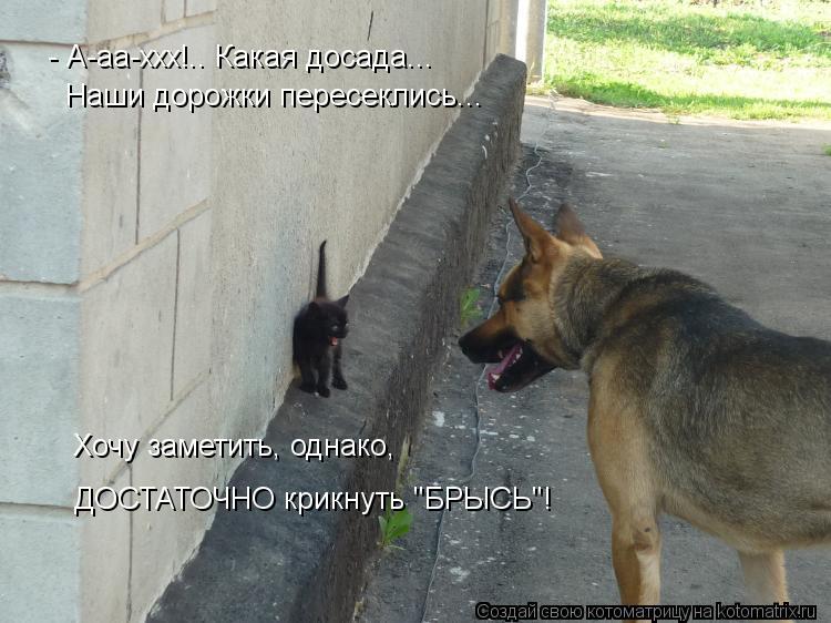 Котоматрица: - А-аа-ххх!.. Какая досада... Наши дорожки пересеклись... Хочу заметить, однако, ДОСТАТОЧНО крикнуть "БРЫСЬ"!