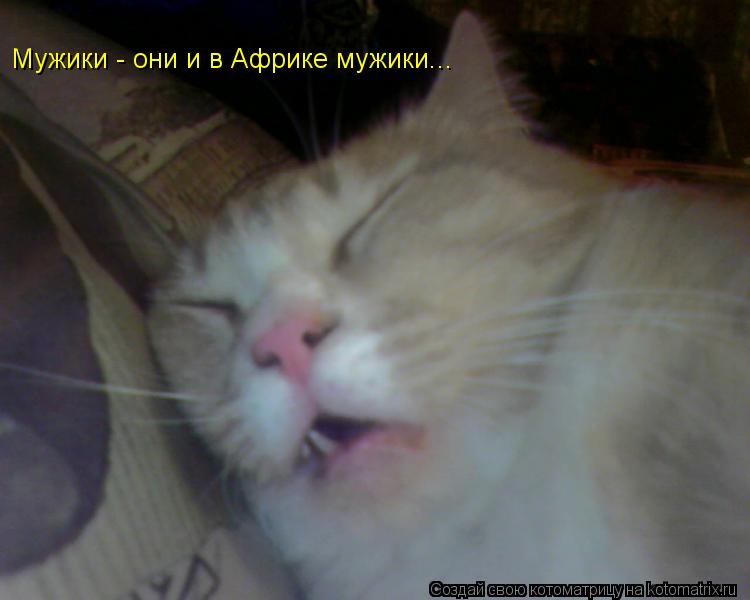 Котоматрица: Мужики - они и в Африке мужики...