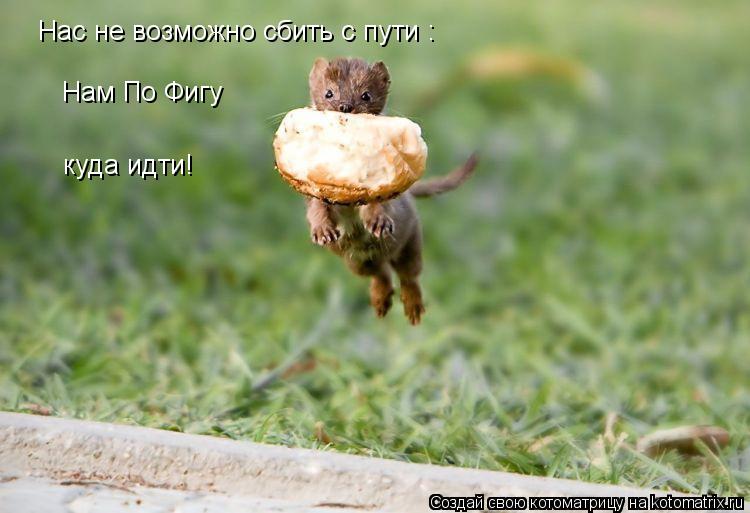 Котоматрица: Нас не возможно сбить с пути : Нам По Фигу куда идти!