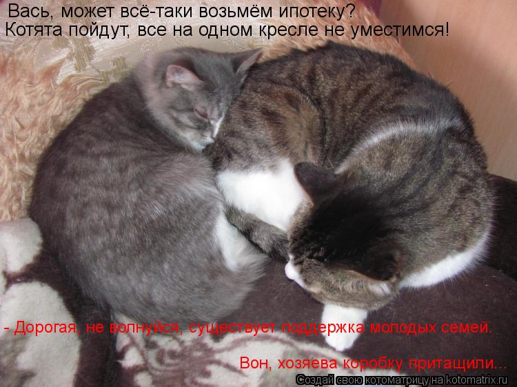 Котоматрица: Вась, может всё-таки возьмём ипотеку? Котята пойдут, все на одном кресле не уместимся! - Дорогая, не волнуйся, существует поддержка молодых с