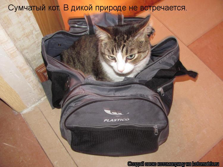 Котоматрица: Сумчатый кот. В дикой природе не встречается.