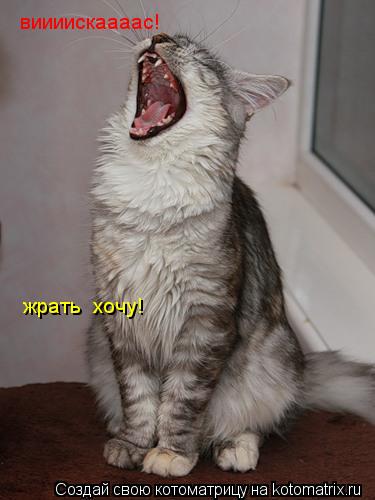 Котоматрица: виииискаааас! жрать  хочу!