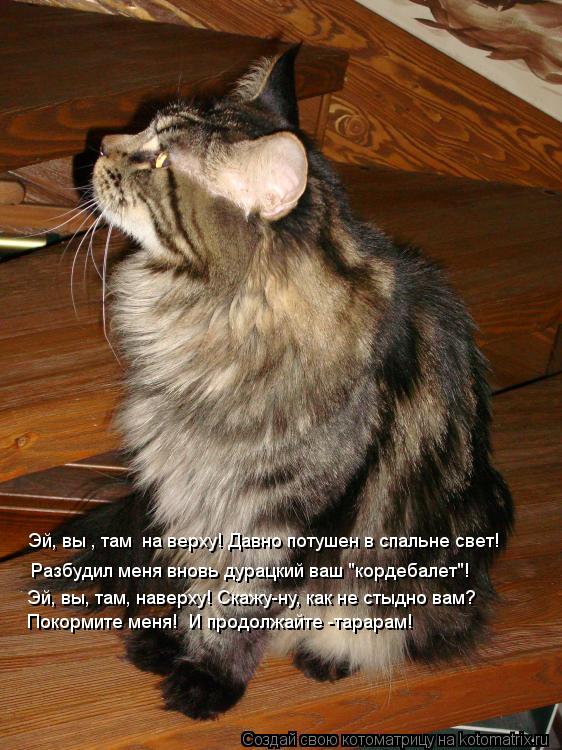 Котоматрица: Эй, вы, там, наверху! Скажу-ну, как не стыдно вам? Покормите меня!  И продолжайте -тарарам! Разбудил меня вновь дурацкий ваш "кордебалет"! Эй, вы 