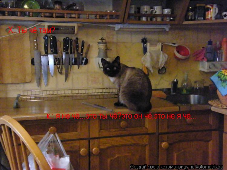Котоматрица: Х.:Ты чё там? к.: я не чё...это ты чё?это он чё,это не я чё...