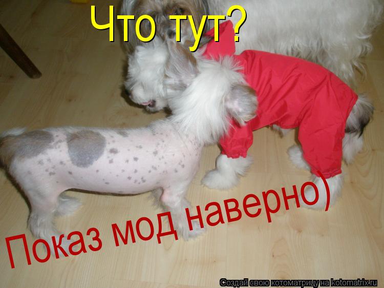 Котоматрица: Что тут? Показ мод наверно)