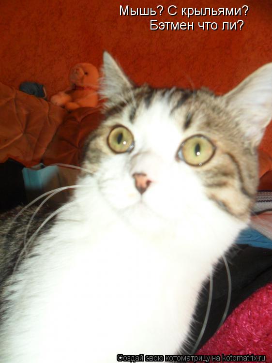 Котоматрица: Мышь? С крыльями? Бэтмен что ли?