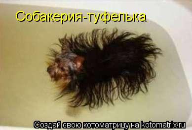 Котоматрица: Собакерия-туфелька