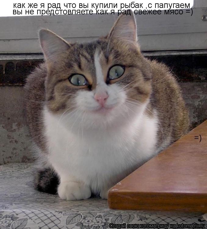 Котоматрица: как же я рад что вы купили рыбак ,с папугаем вы не предстовляете как я рад свежее мясо =)  =)