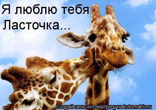 Котоматрица: Я люблю тебя Ласточка...