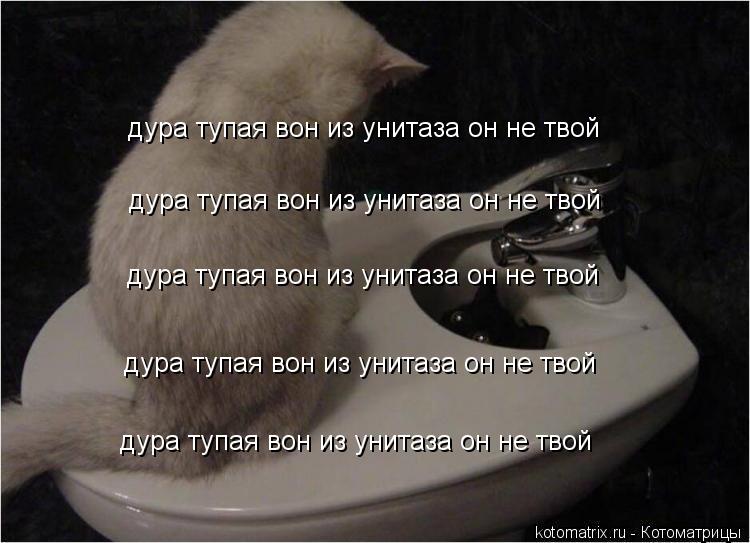 Котоматрица: дура тупая вон из унитаза он не твой дура тупая вон из унитаза он не твой дура тупая вон из унитаза он не твой дура тупая вон из унитаза он не 