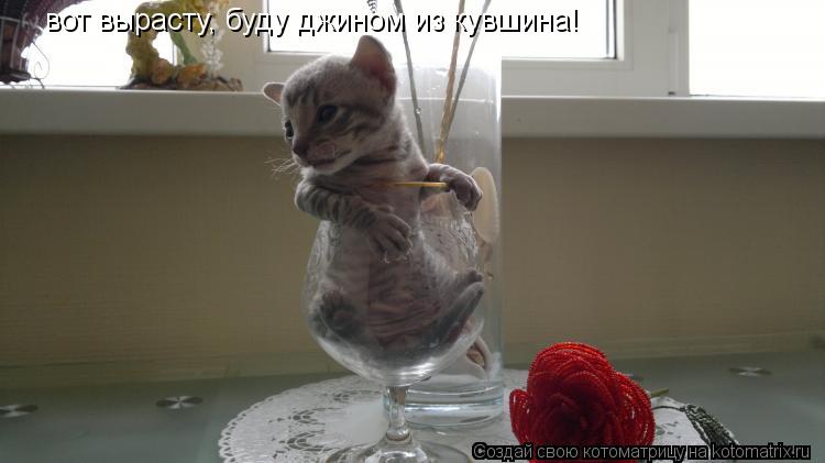 Котоматрица: вот вырасту, буду джином из кувшина!