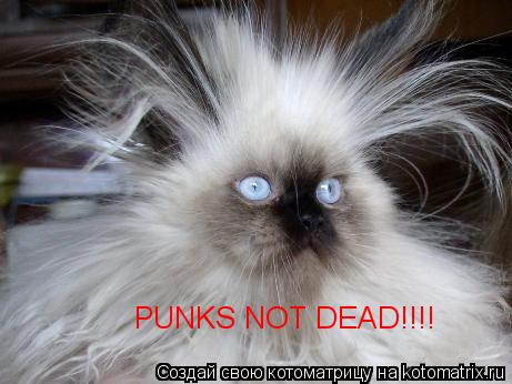 Котоматрица: PUNKS NOT DEAD!!!!