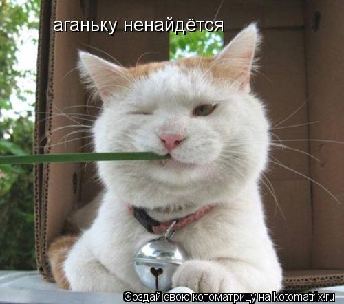 Котоматрица: аганьку ненайдётся