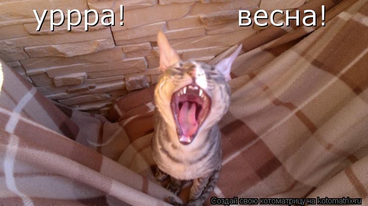 Котоматрица: уррра! весна!