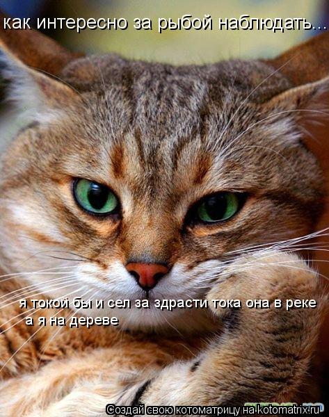 Котоматрица: как интересно за рыбой наблюдать... я токой бы и сел за здрасти тока она в реке  а я на дереве