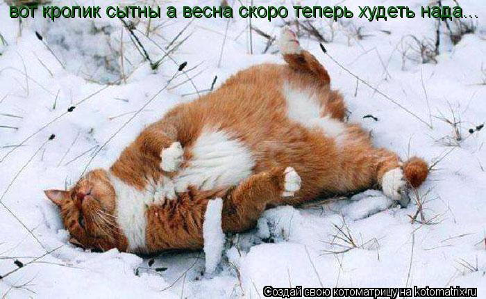 Котоматрица: вот кролик сытны а весна скоро теперь худеть нада...