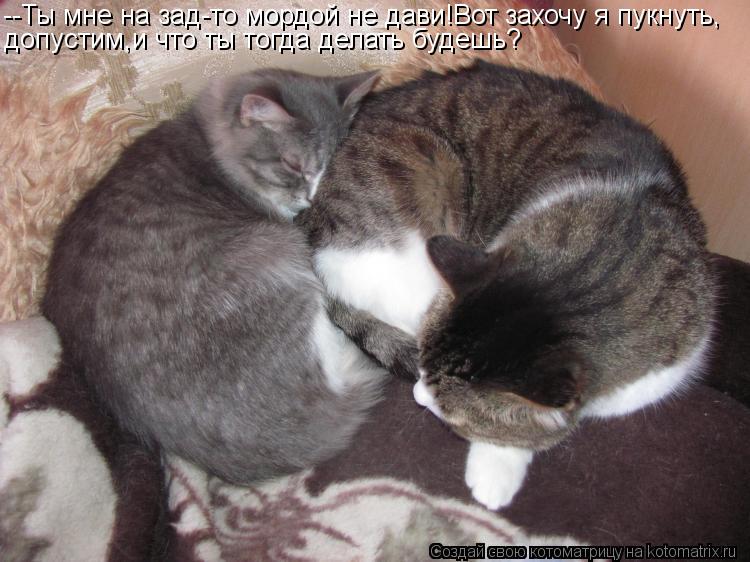 --Ты мне на зад-то мордой не дави!Вот захочу я пукнуть, допустим,и что ты тогда делать будешь?... Котоматрица: --Ты мне на зад-то мордой не дави!Вот захочу я пукнуть, допустим,и что ты тогда делать будешь?