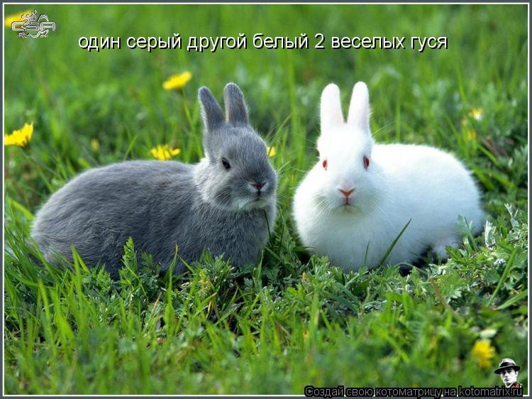 один серый другой белый 2 веселых гуся... Котоматрица: один серый другой белый 2 веселых гуся