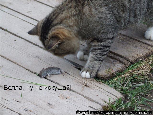 Белла, ну не искушай!... Котоматрица: Белла, ну не искушай!
