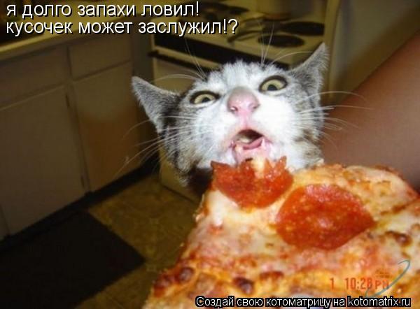 я долго запахи ловил! кусочек может заслужил!?... Котоматрица: я долго запахи ловил! кусочек может заслужил!?