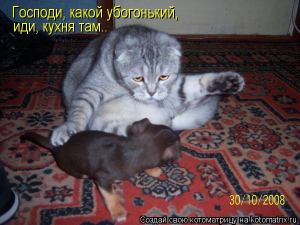 Господи, какой убогонький, иди, кухня там..... Котоматрица: Господи, какой убогонький, иди, кухня там..