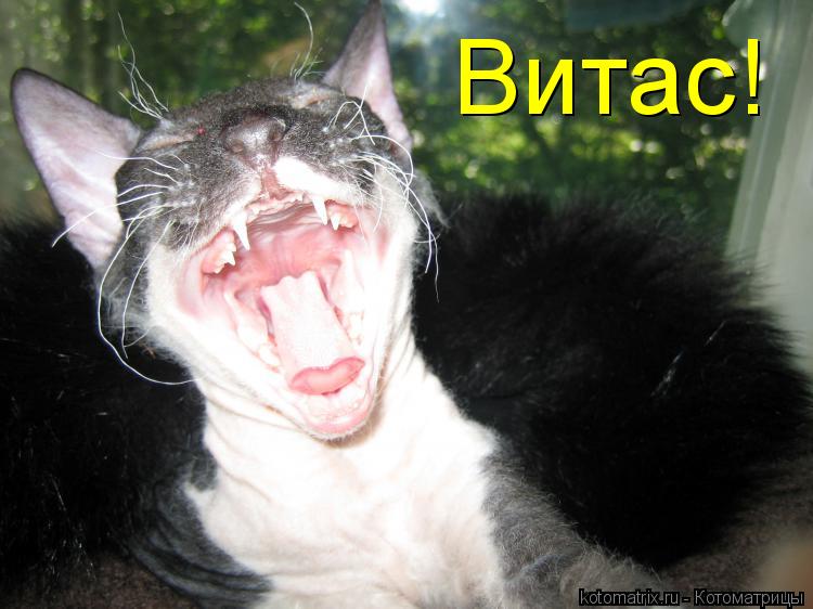 Витас!... Котоматрица: Витас!