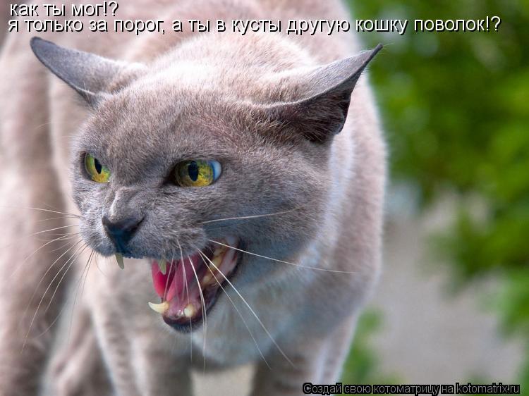как ты мог!? я только за порог, а ты в кусты другую кошку поволок!?... Котоматрица: как ты мог!? я только за порог, а ты в кусты другую кошку поволок!?