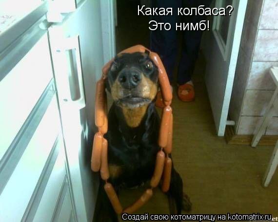 Какая колбаса? Это нимб!... Котоматрица: Какая колбаса? Это нимб!