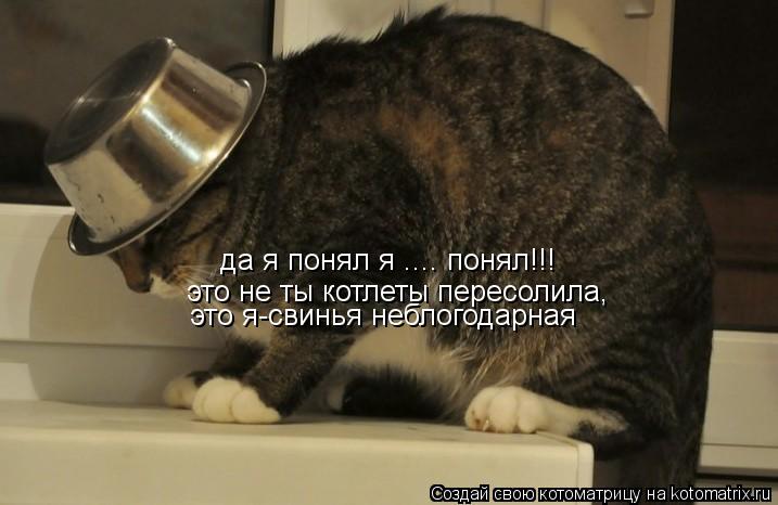 да я понял я .... понял!!! это не ты котлеты пересолила, это я-свинья неблогодарная... Котоматрица: да я понял я .... понял!!! это не ты котлеты пересолила, это я-свинья неблогодарная