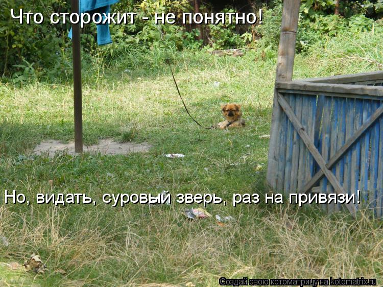 Что сторожит - не понятно! Но, видать, суровый зверь, раз на привязи!... Котоматрица: Что сторожит - не понятно! Но, видать, суровый зверь, раз на привязи!