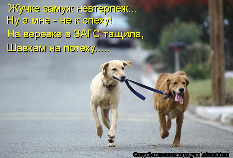 Ну а мне - не к спеху! На веревке в ЗАГС тащила, Шавкам на потеху..... Жучке замуж невтерпеж...... Котоматрица: Ну а мне - не к спеху! На веревке в ЗАГС тащила, Шавкам на потеху..... Жучке замуж невтерпеж...