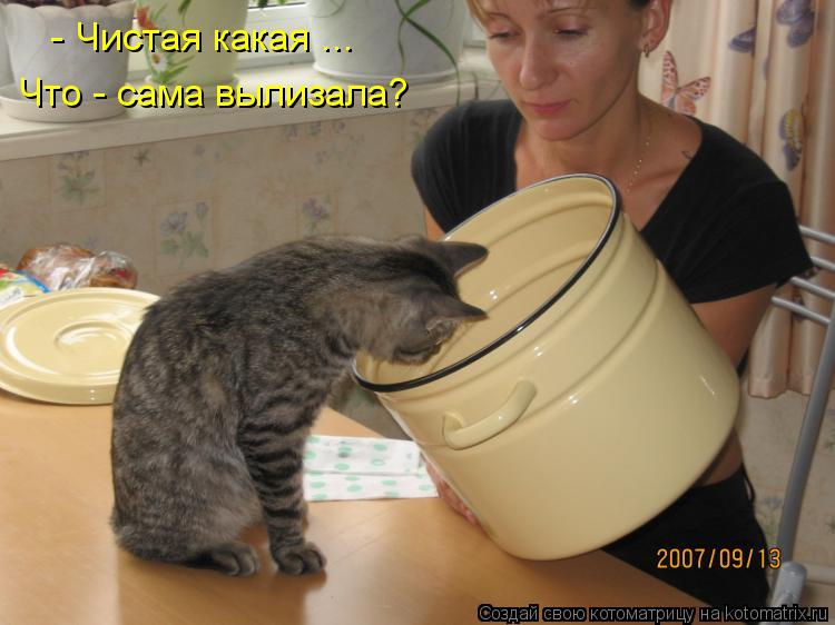 - Чистая какая ... Что - сама вылизала?... Котоматрица: - Чистая какая ... Что - сама вылизала?