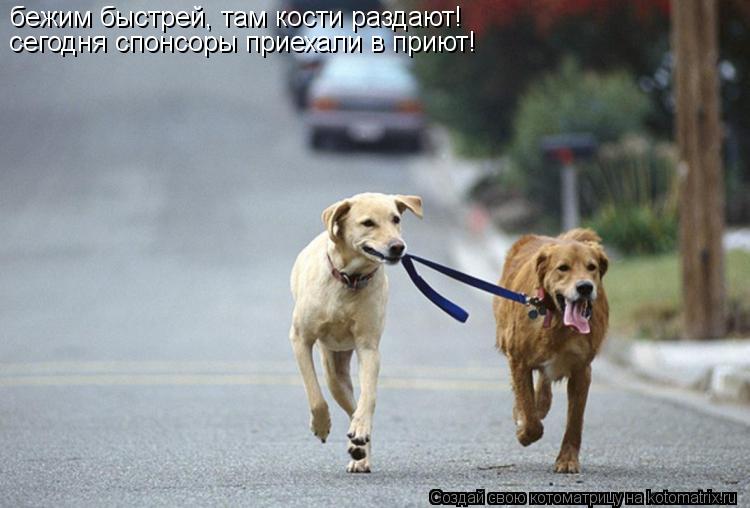 бежим быстрей, там кости раздают! сегодня спонсоры приехали в приют!... Котоматрица: бежим быстрей, там кости раздают! сегодня спонсоры приехали в приют!