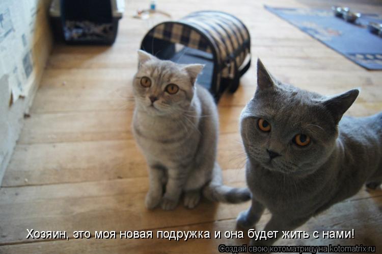 Хозяин, это моя новая подружка и она будет жить с нами!... Котоматрица: Хозяин, это моя новая подружка и она будет жить с нами!