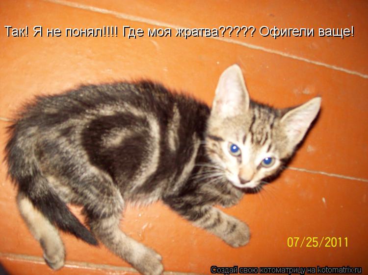 Так! Я не понял!!!! Где моя жратва????? Офигели ваще!... Котоматрица: Так! Я не понял!!!! Где моя жратва????? Офигели ваще!