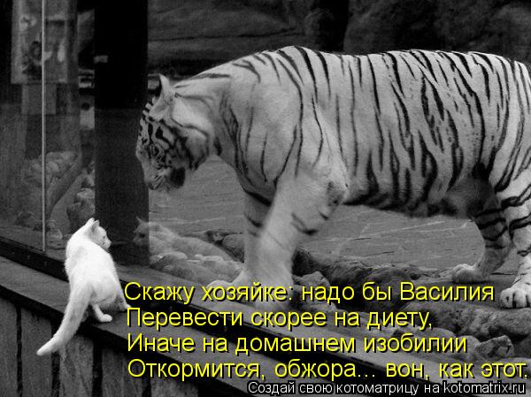 Скажу хозяйке: надо бы Василия Перевести скорее на диету, Иначе на домашнем изобилии Откормится, обжо... Котоматрица: Скажу хозяйке: надо бы Василия Перевести скорее на диету, Иначе на домашнем изобилии Откормится, обжора... вон, как этот.